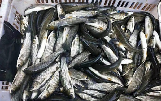 ������᳴��10����������һ�������Ǯ������������Ҳ�Ǽ������������������Σ���������������